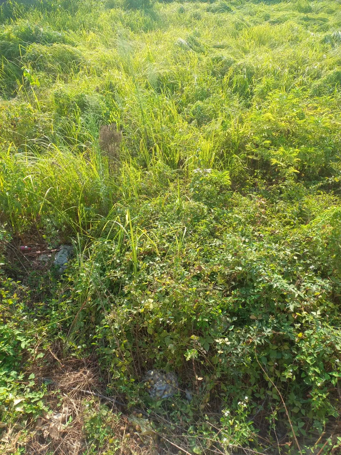 زمین ۶۰۰ متر  بر رودخانه مشرف به مرداب انزلی