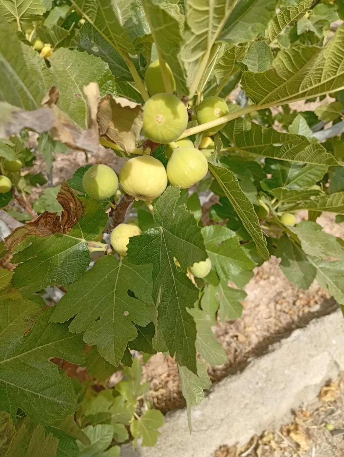 خانه باغ فروش یاتهاتر