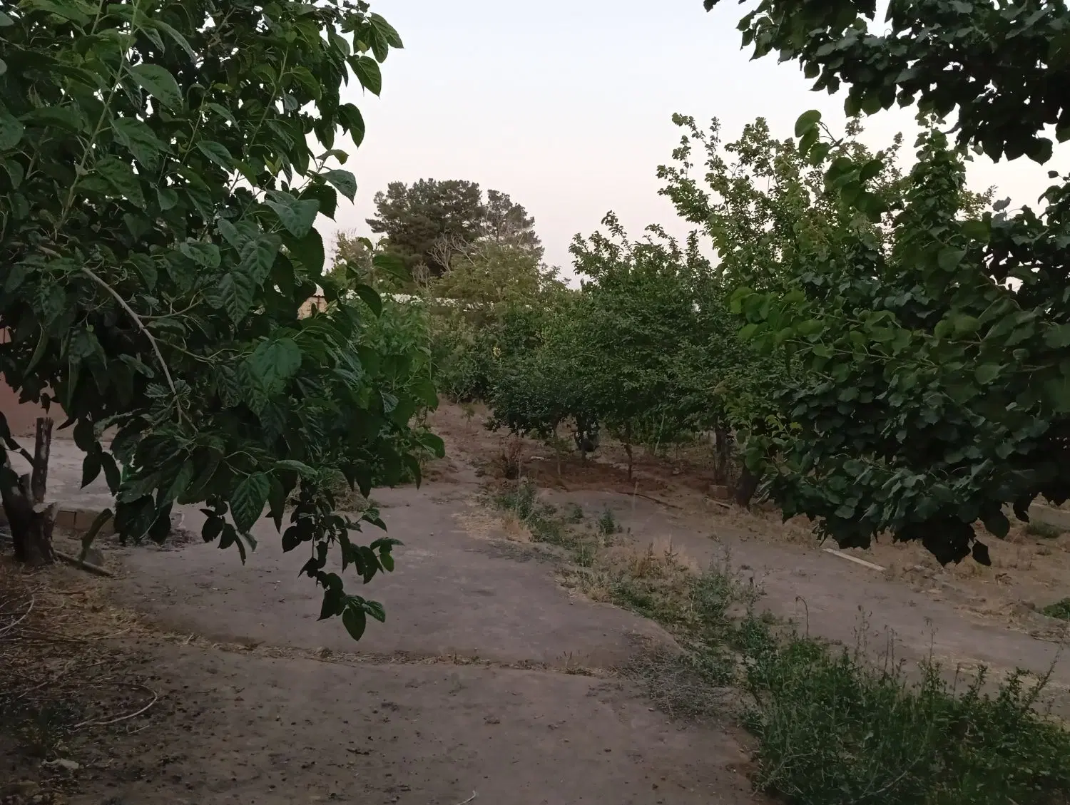 فروش باغ