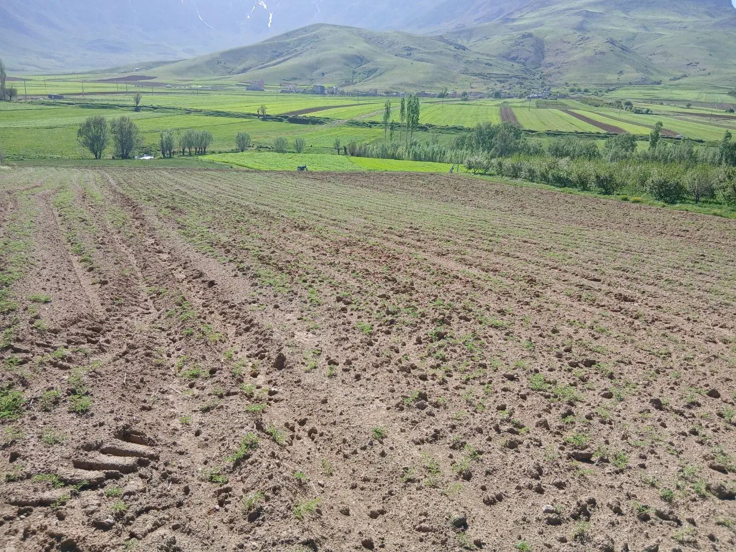 فروش زمین دیم باغی