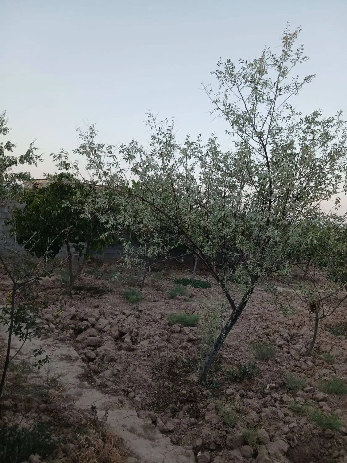 زمین ملکی کلاکوب
