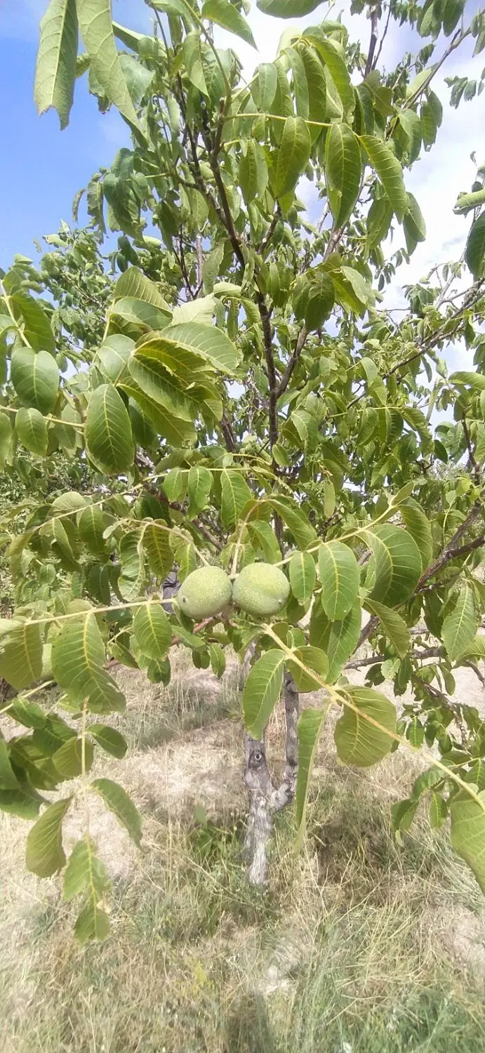 باغ نیم هکتار