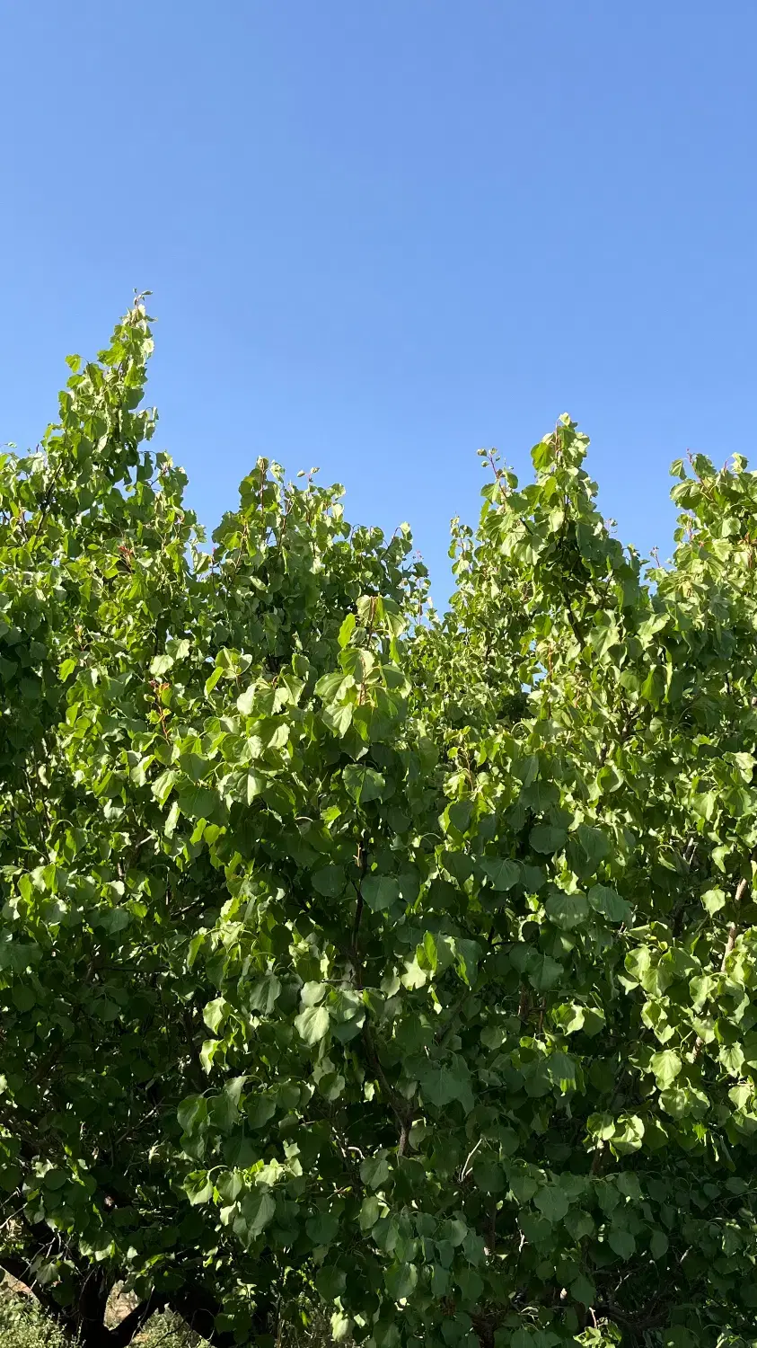 باغ زردآآلوی ۲۵۰۰متری