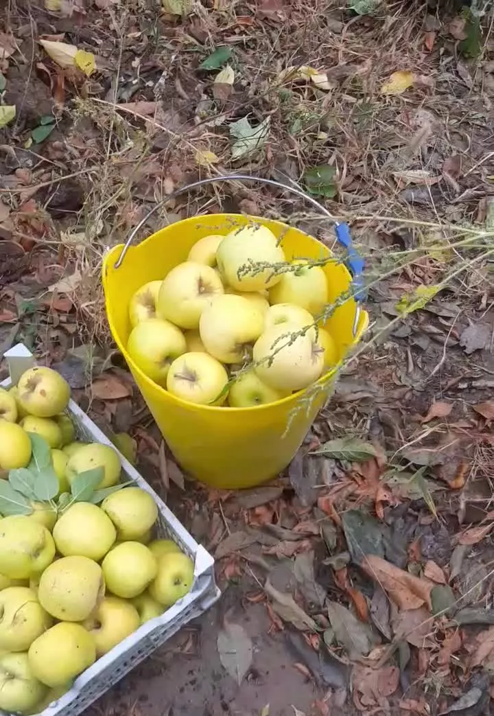 باغ آلو ،سیب وگردو