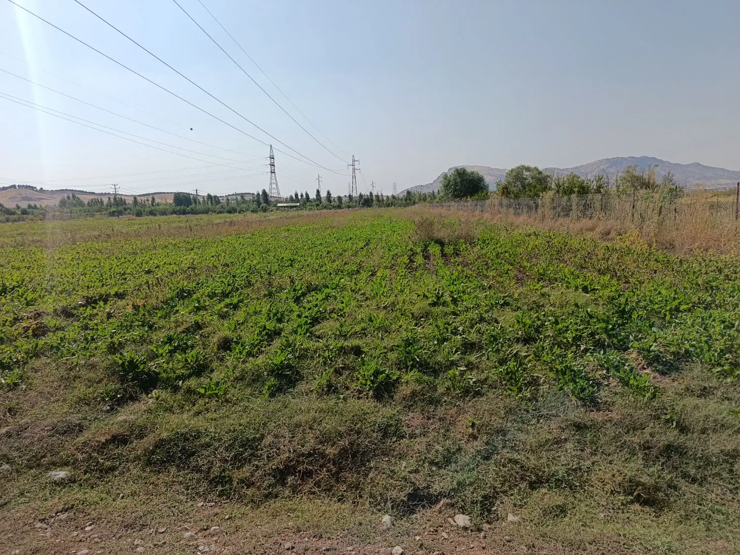 زمین کشاورزی