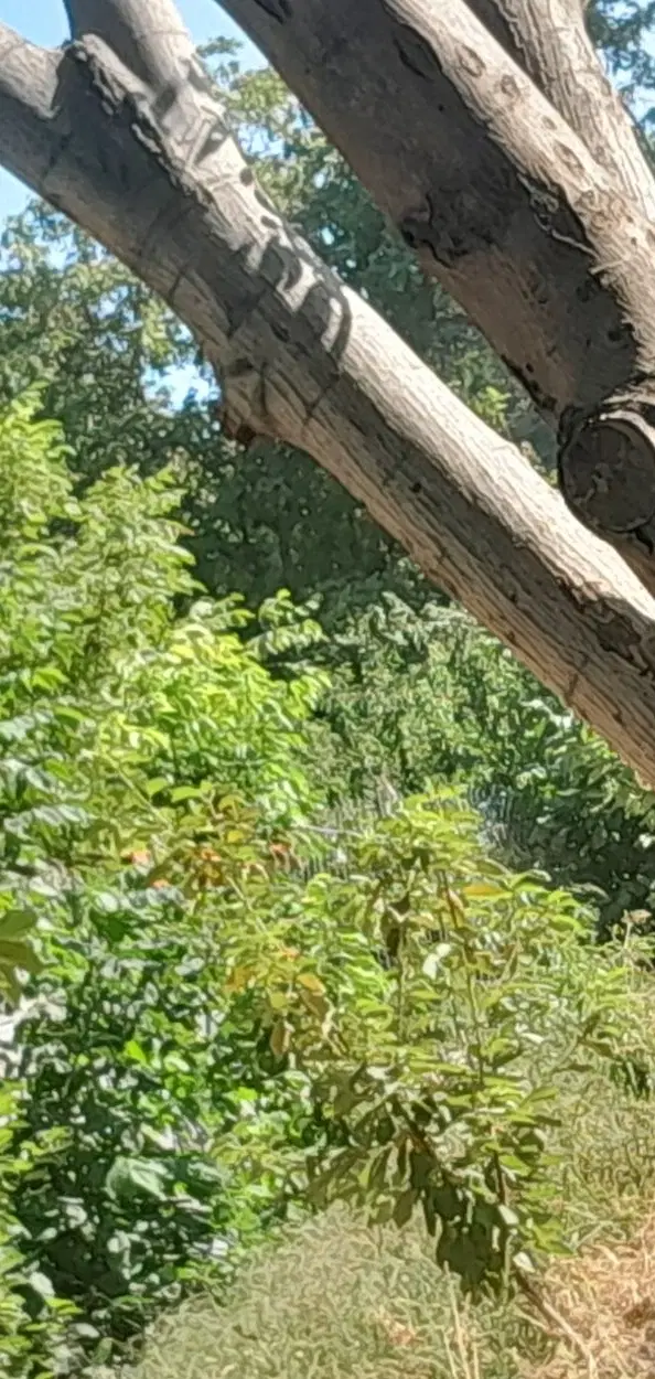 باغ زیبا