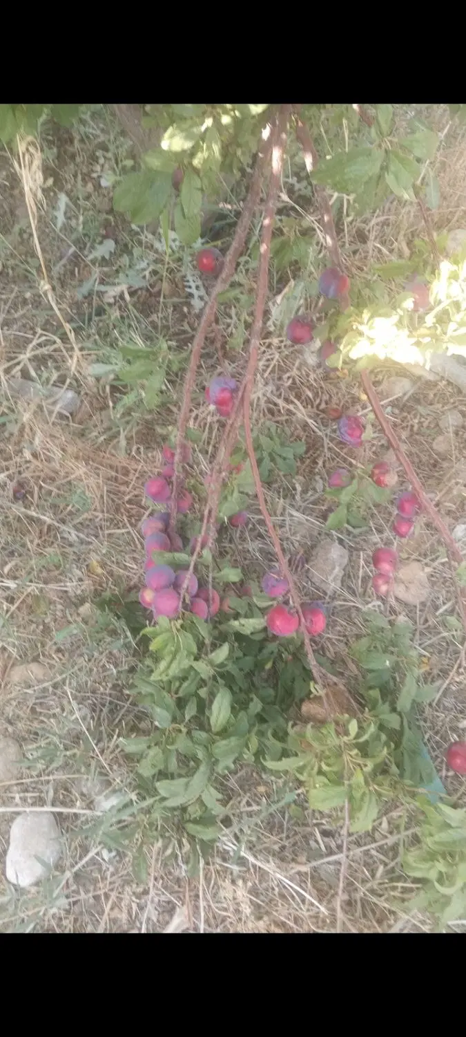 فروش زمین