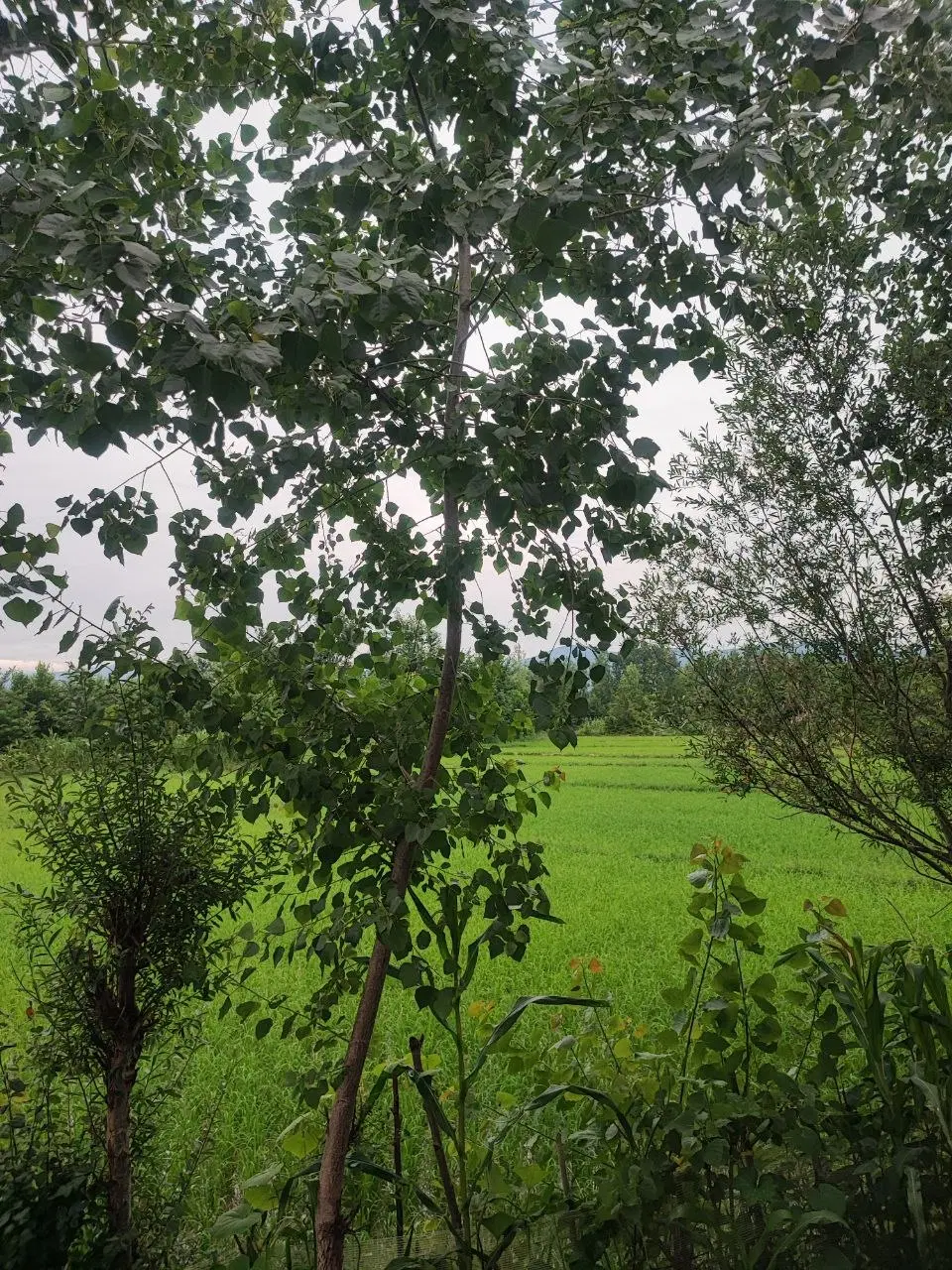 زمین