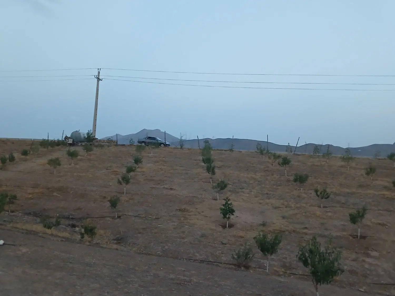 زمین بادرختای ۴ساله