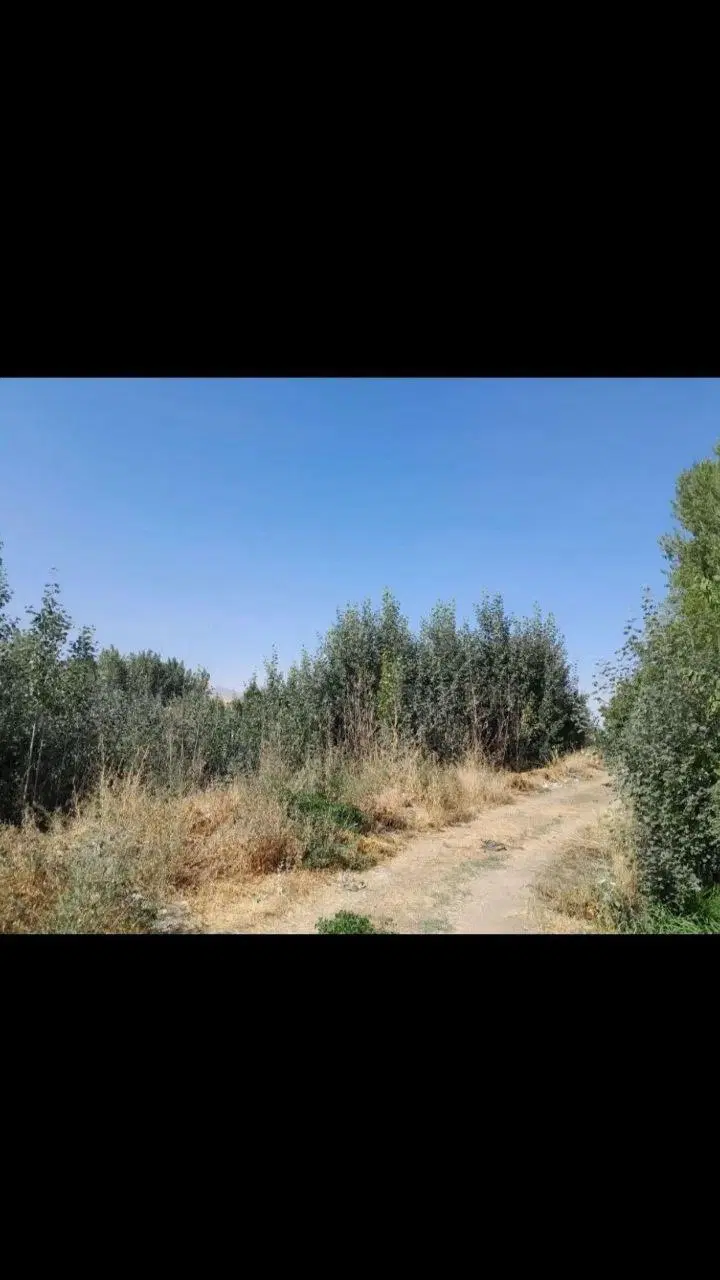 فروش بیشه زار ( مشه ) در روستای بدلبو