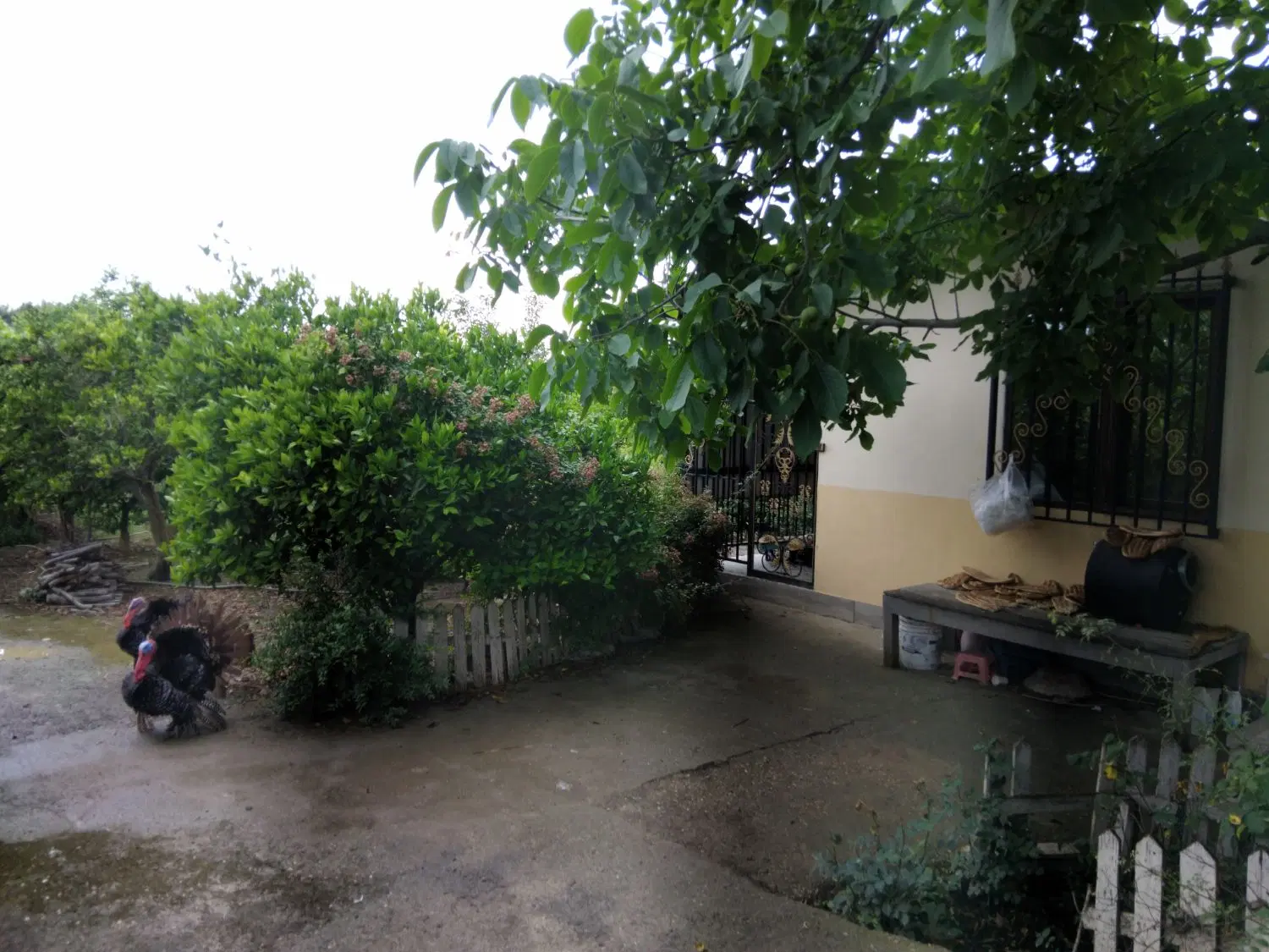 فروش باغچه