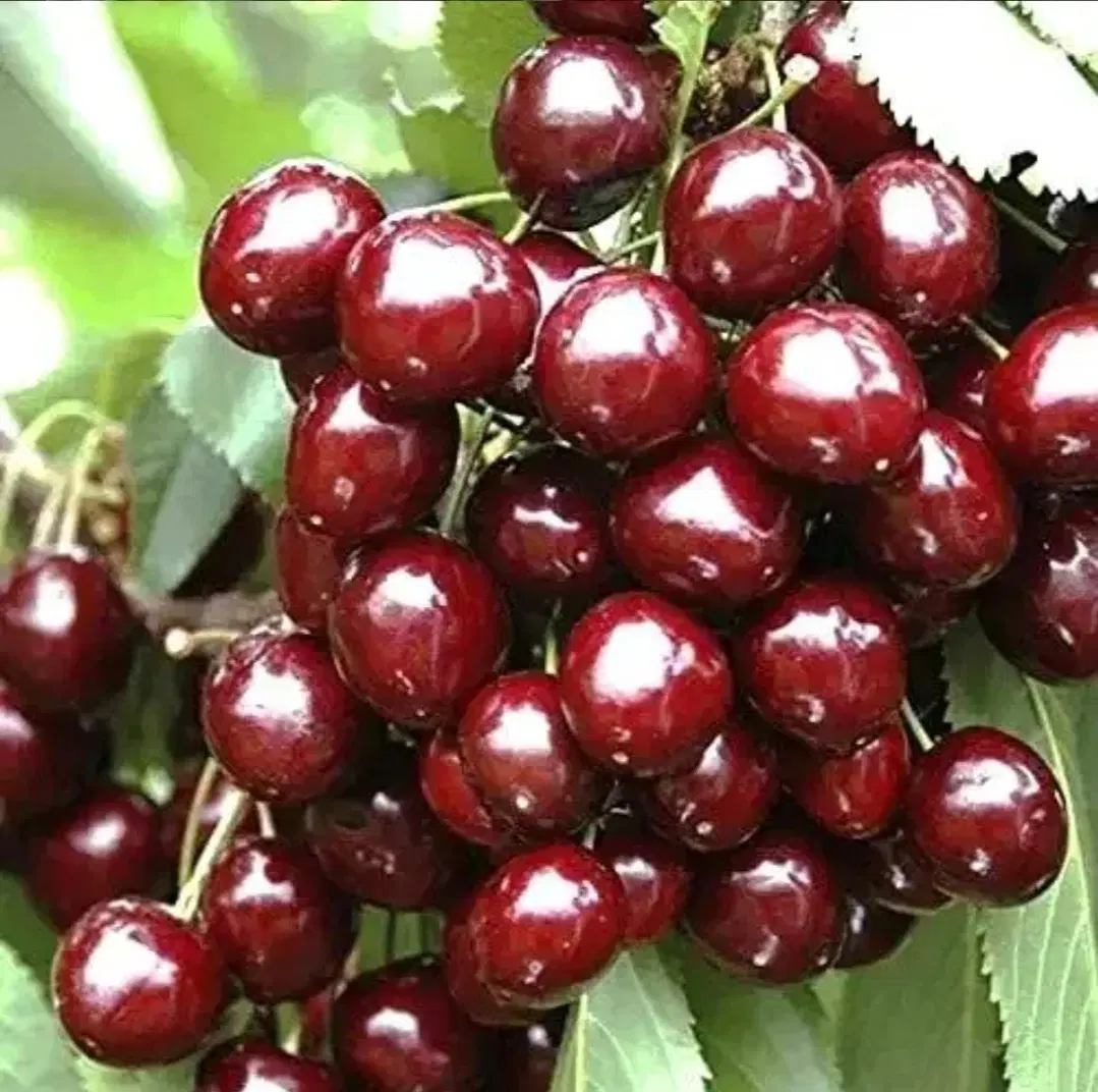 قطعه باغ 1200متری در ملایر