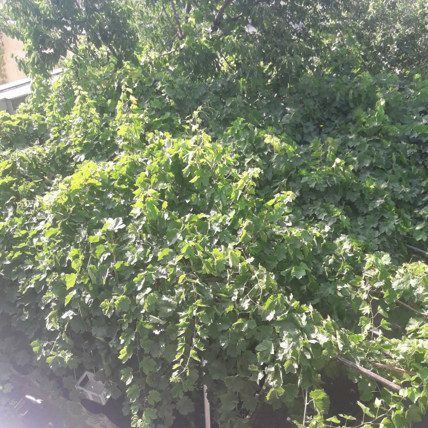 اجاره ساختمان بزرگ دربست مجزا