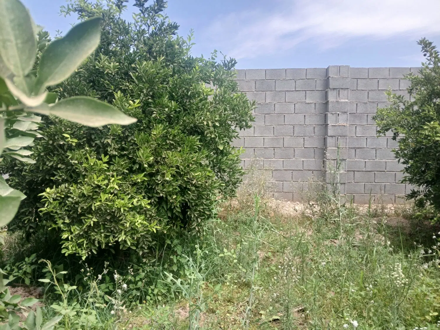 باغچه  برقدار   دزفول  معاوضه انجام می‌شود