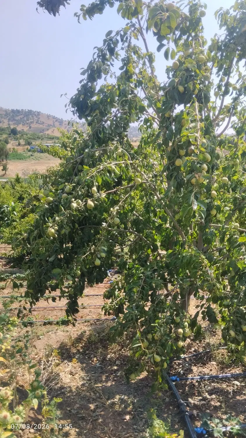 فروش خانه باغ در یعقوب آباد 3000 متری سند ثبتی