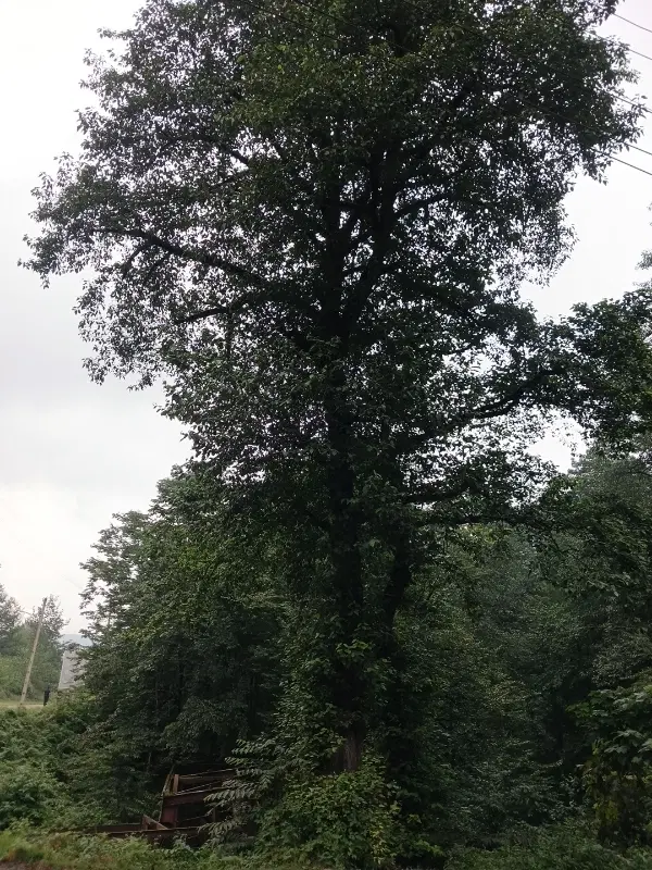 اجاره زمین ۸۵۰ متر