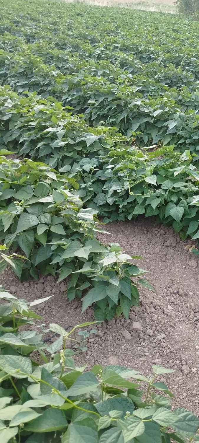 5هکتارزمین اجاره ای