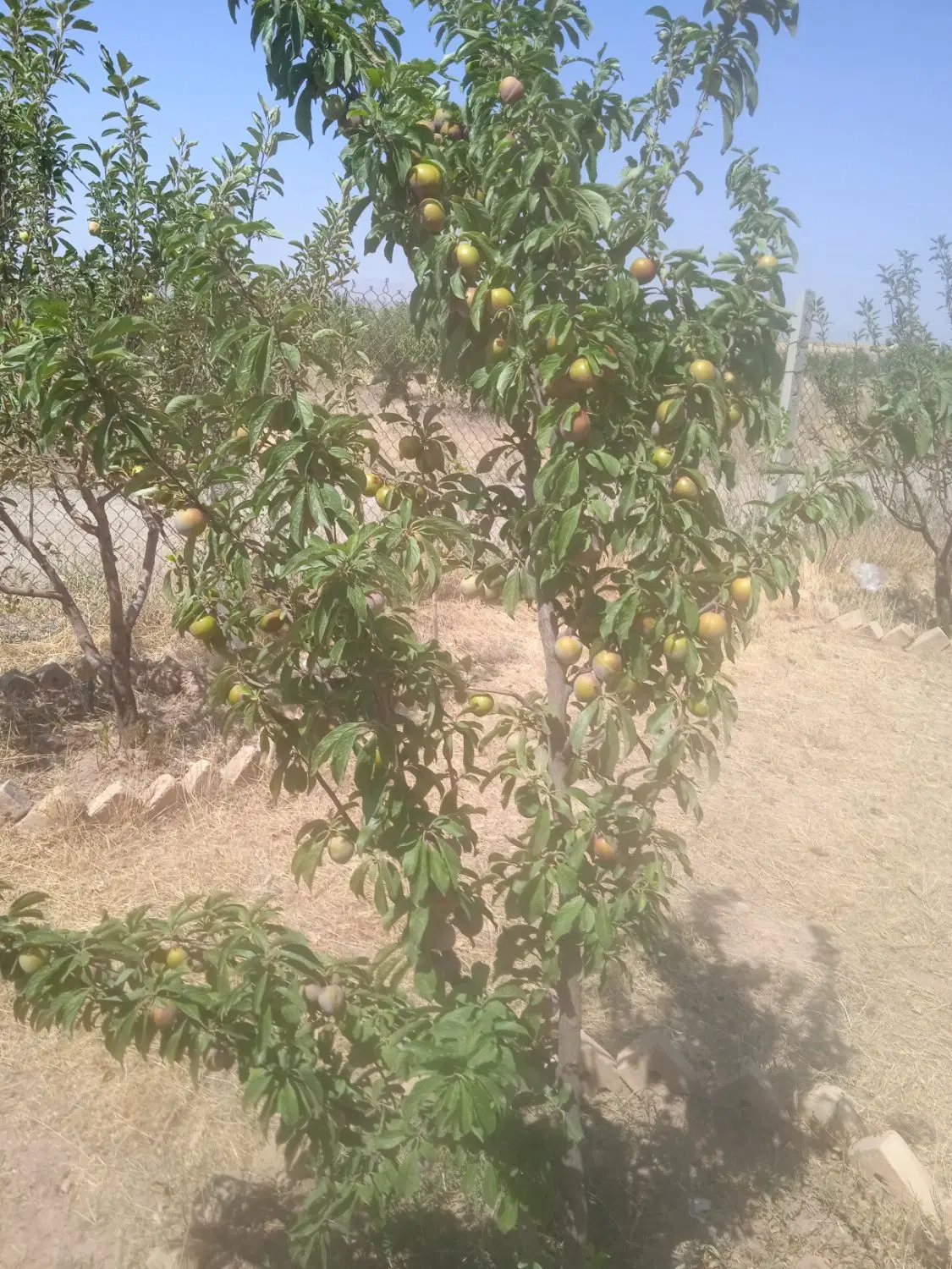 باغ‌سیب‌رضا