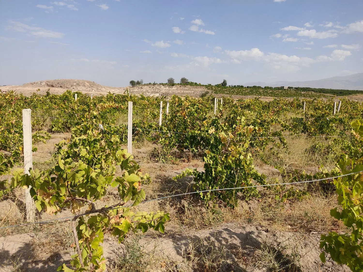 فروش باغ در مشگین شهر،روستای نصرآباد