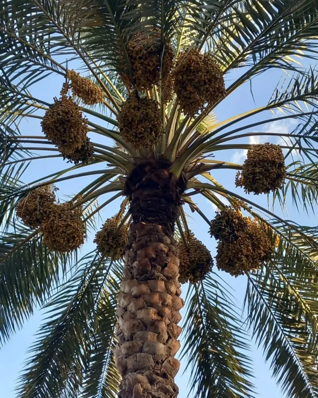 فروش باغ قصب درجه یک ثمری
