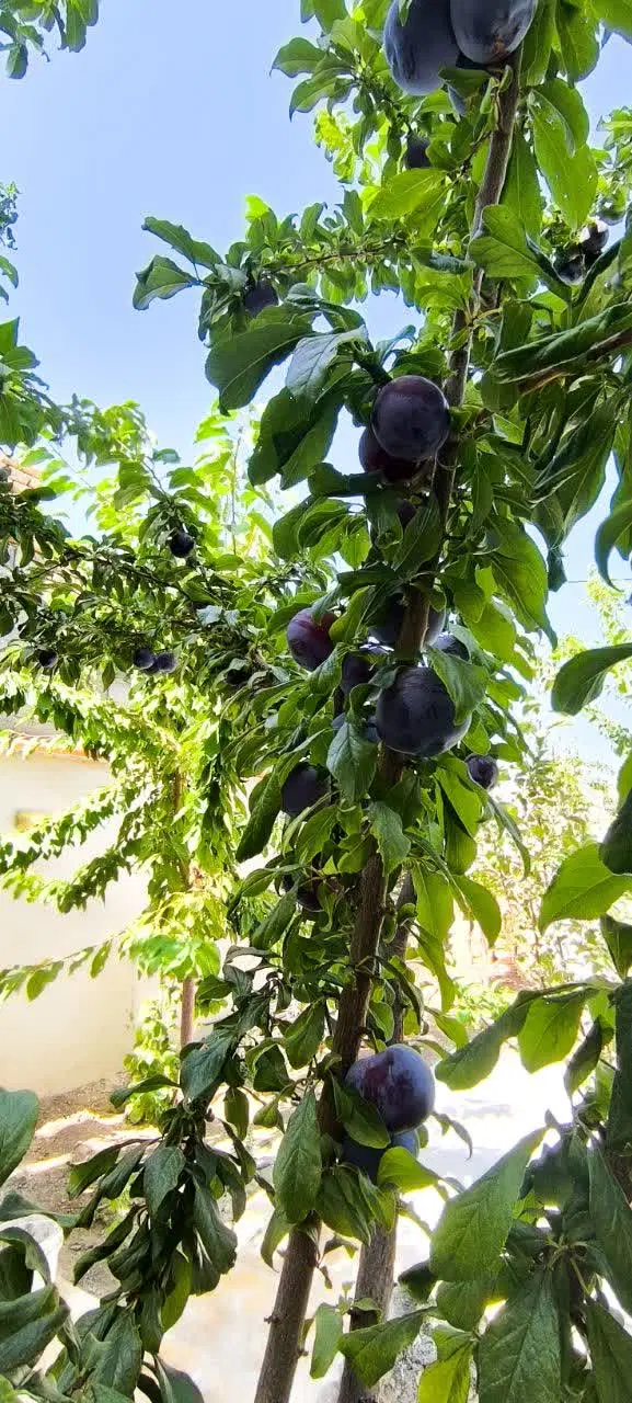 ویلا روستای فردو ، باغ باغچه ،سنددار