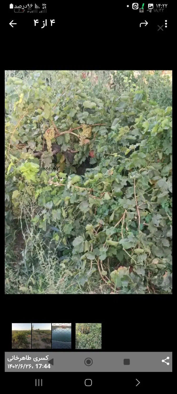 باغ
