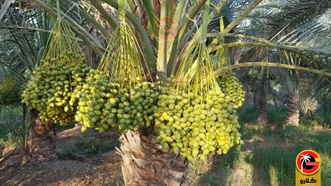 ۱ هکتار زمین حاجی آباد