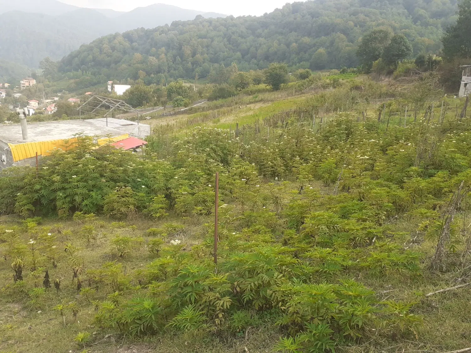 زمین دربلادست روستای کچید بانمایی فوق‌العاده زیبا