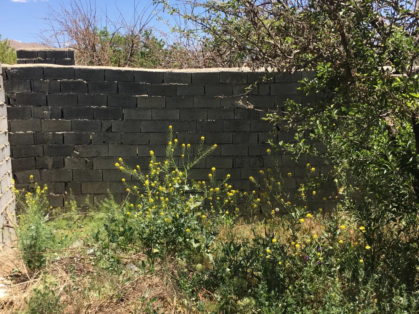۲۱۰مترباغچه سندداردرجابان