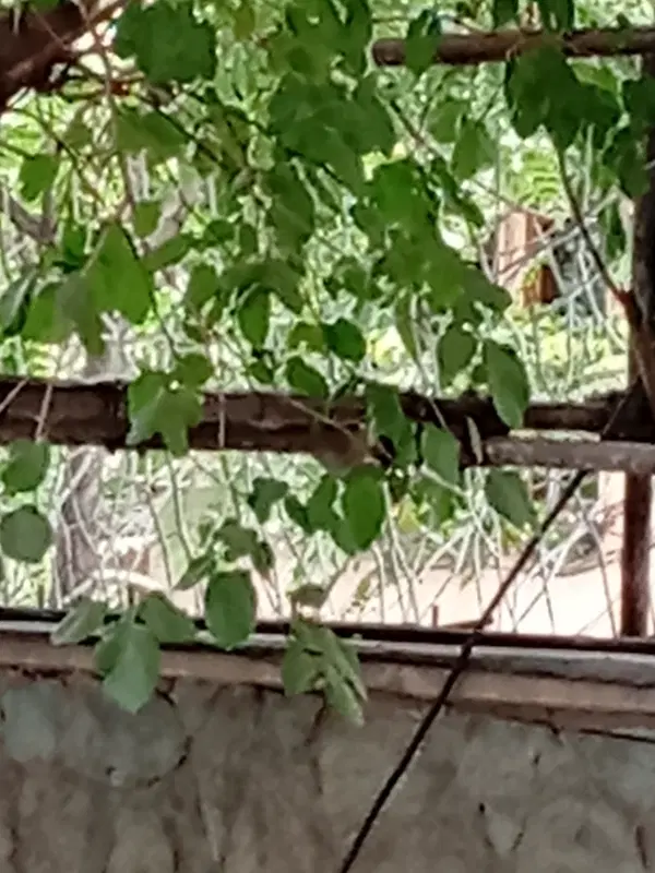 درخواست ساخت کلبه سوئیسی