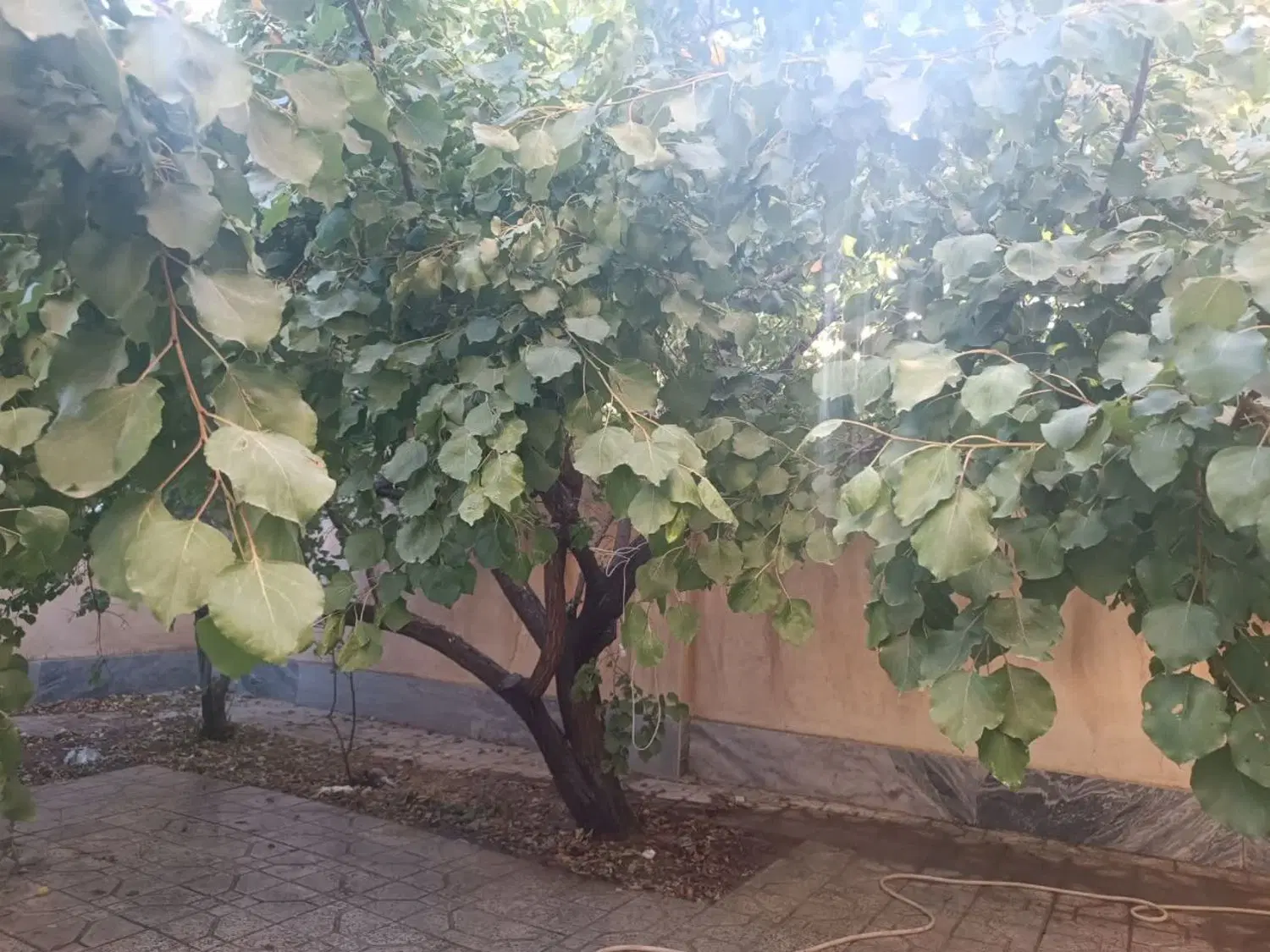 اجاره واحد همکف ورودی مجزا حیاط اختصاصی