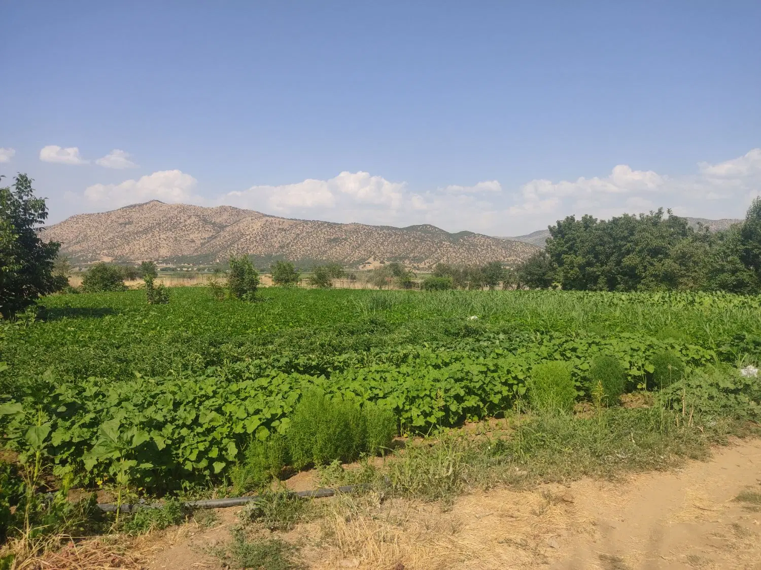 فروش زمین کشاورزی