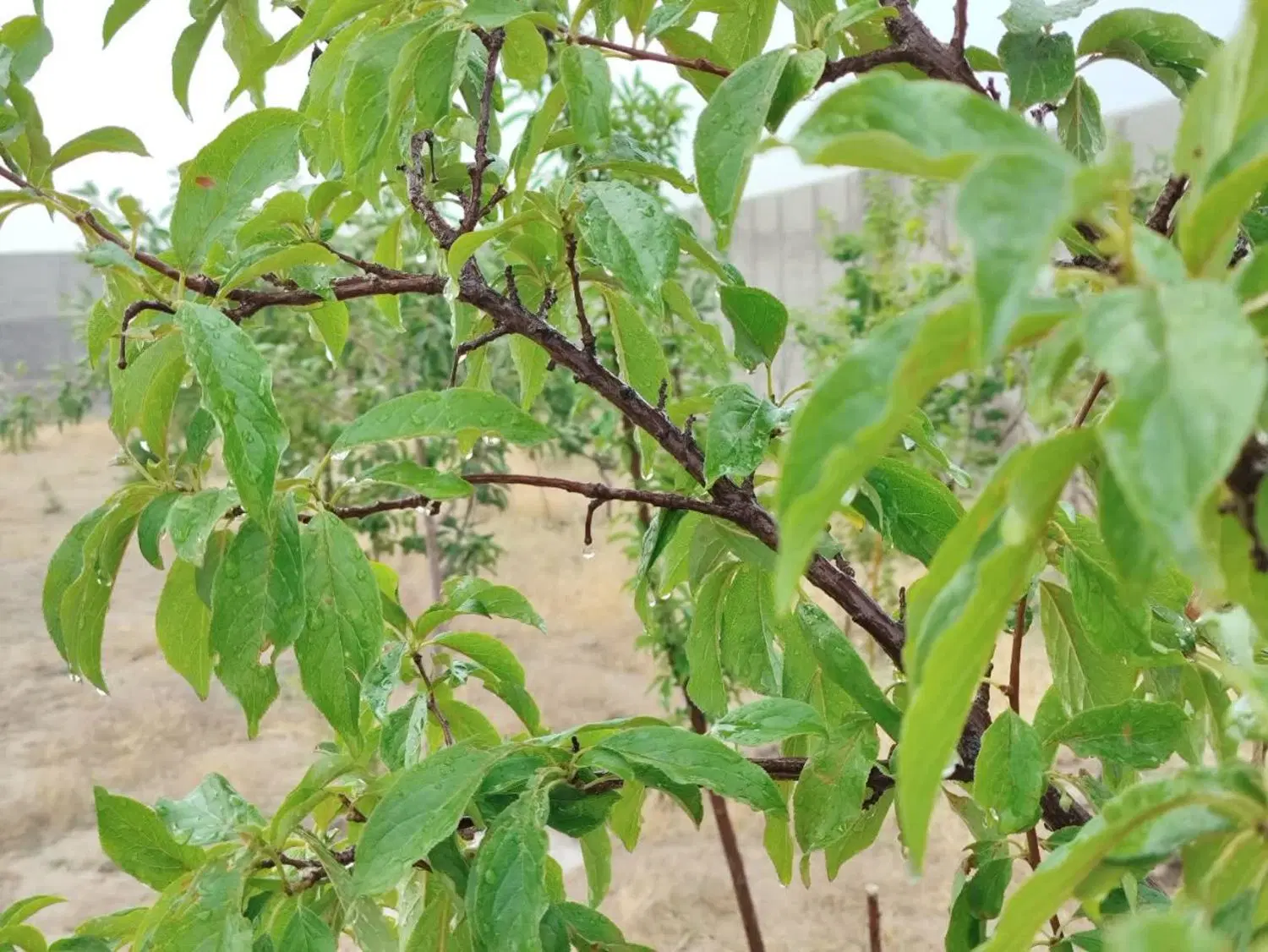 فروش باغ ناظریه