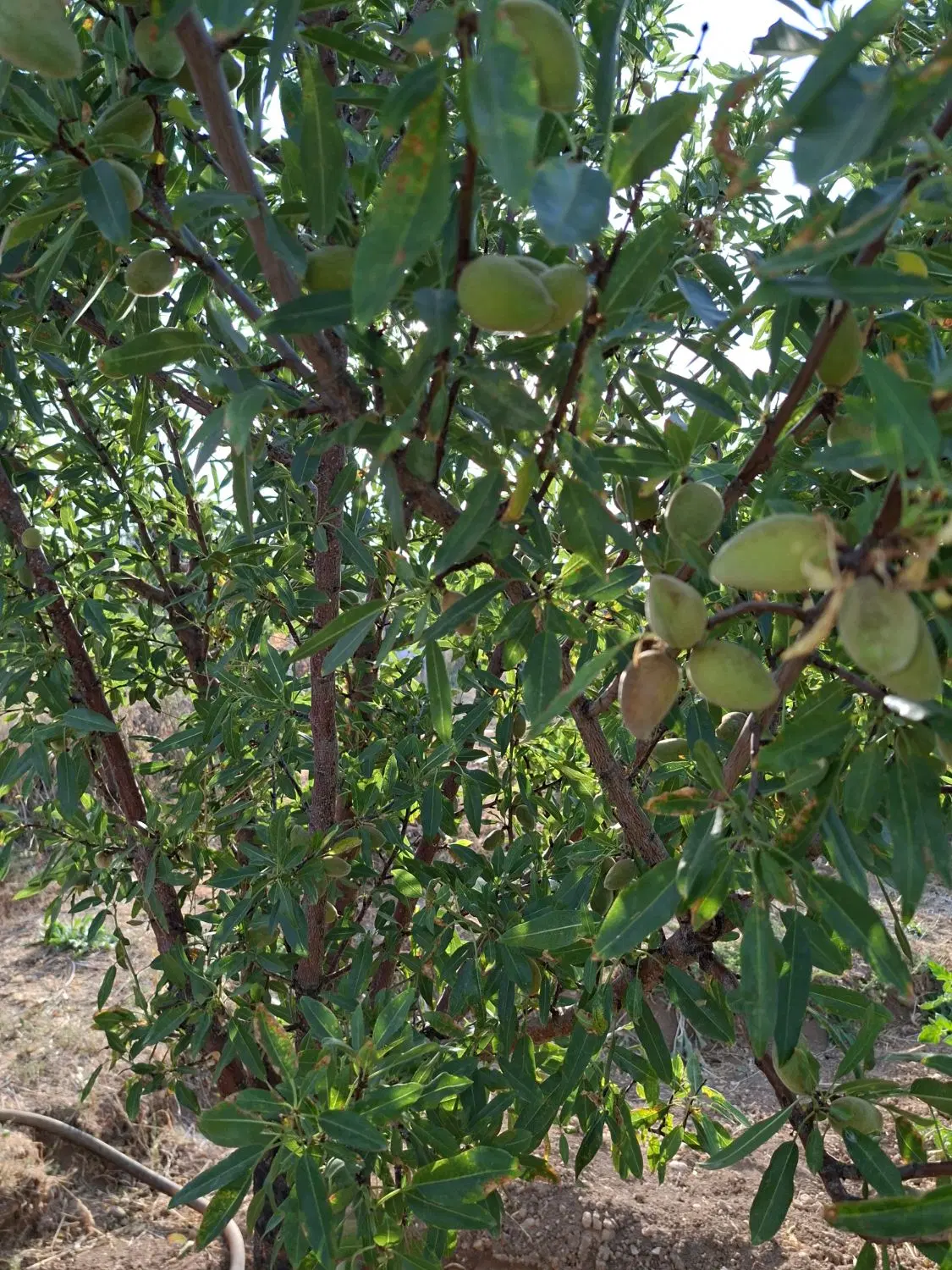 خانه باغ چنگیزقلعه