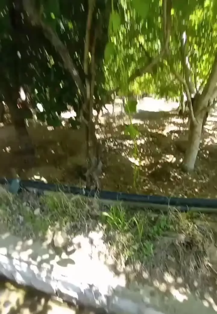 زمین کشاورزی در روستای ورمنجه