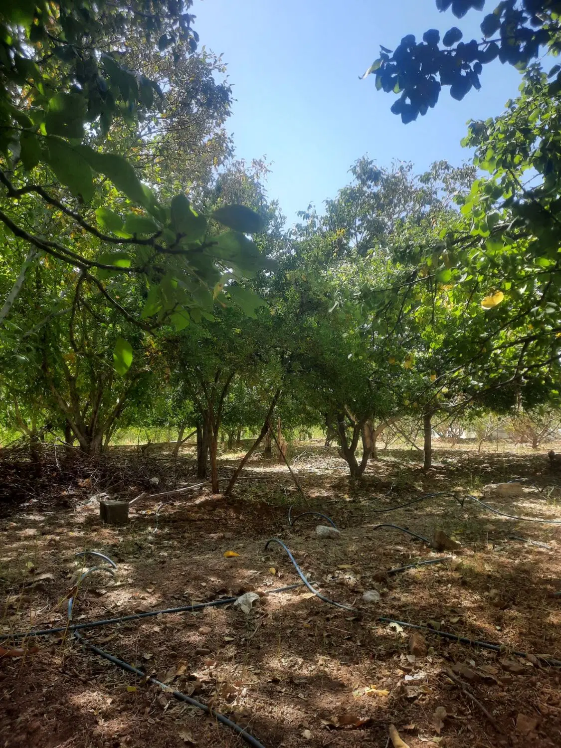 باغ مثمر با سهمیه آب و چشم‌انداز پل زمانخان