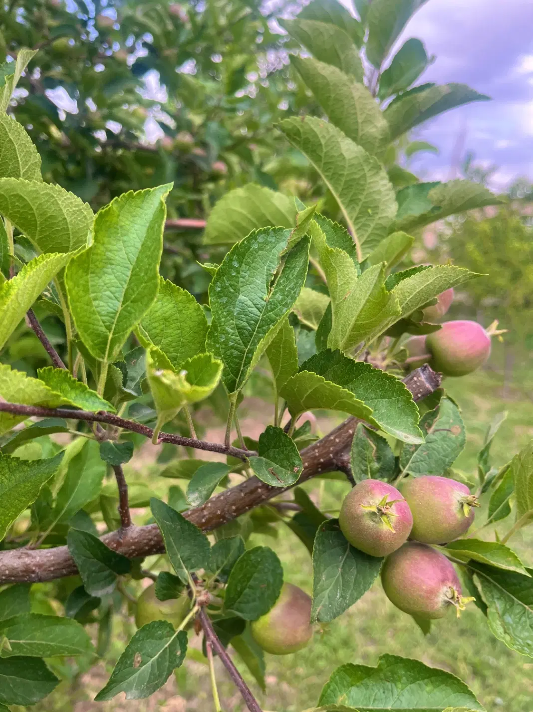 باغ شخصی با بنا