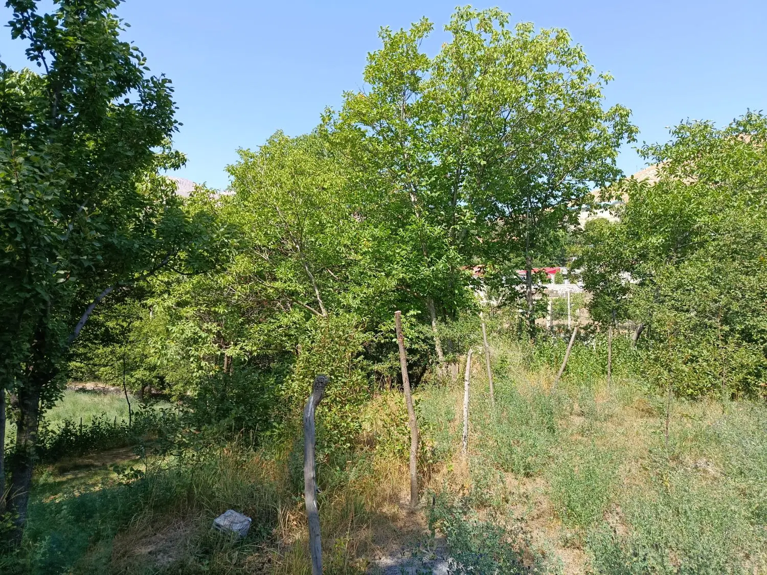 فروش زمین زراعی