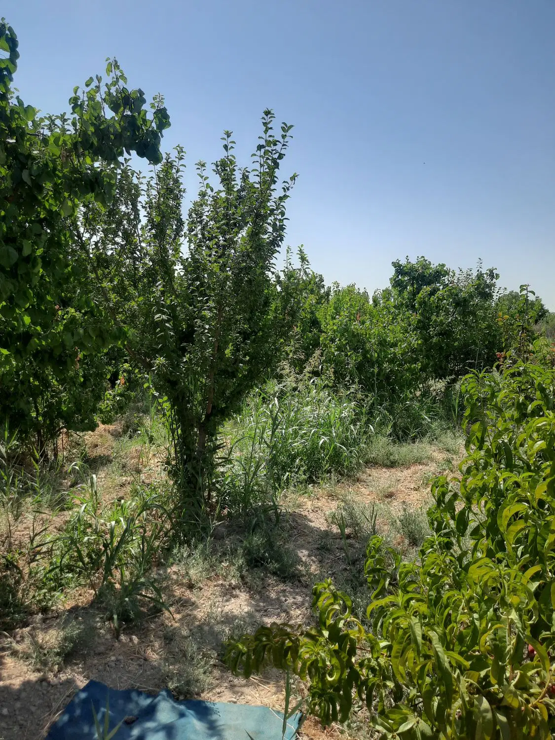 باغ فروشی ۳۰۰ متر شهربار اسداباد