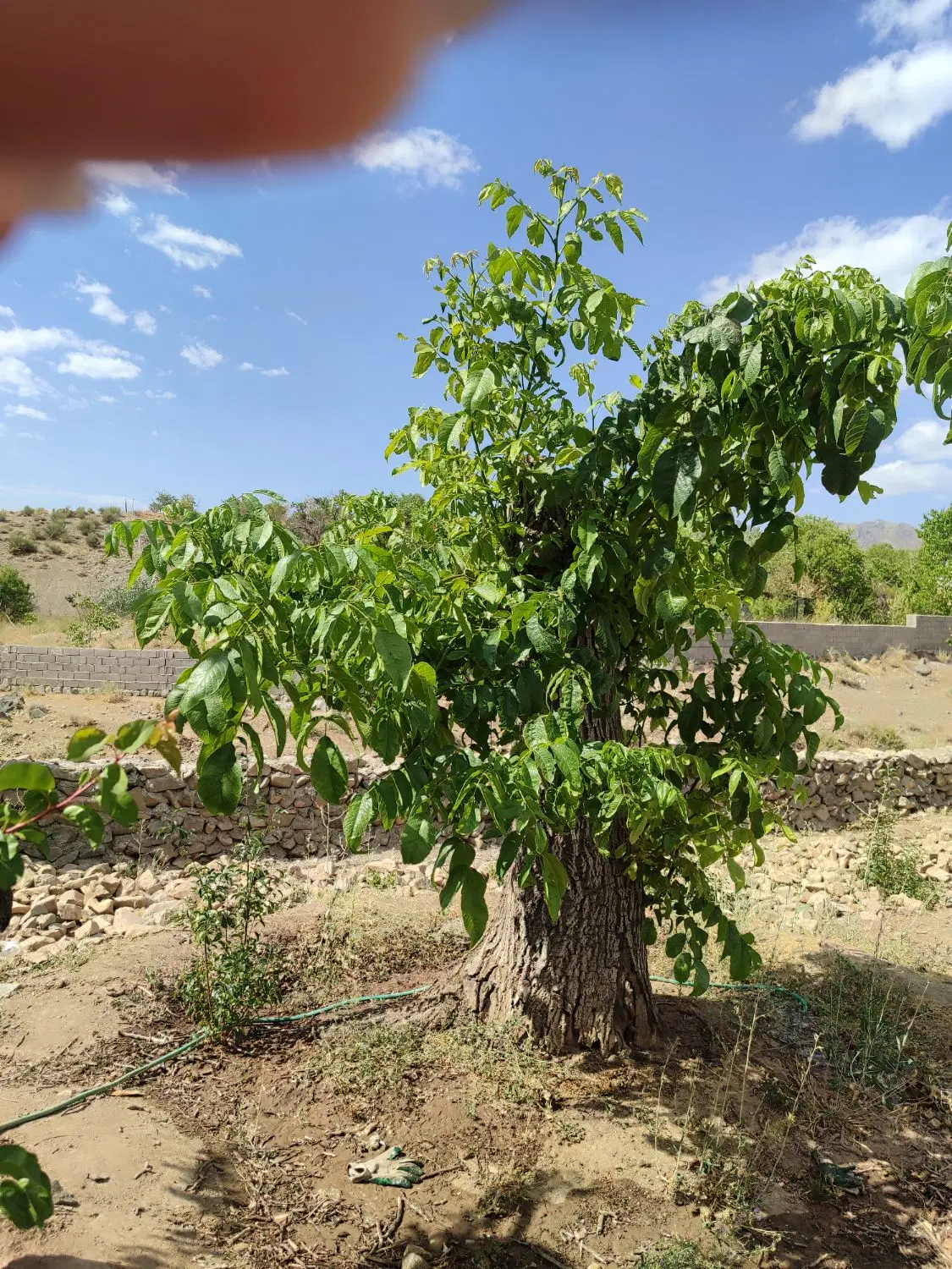 خانه باغ