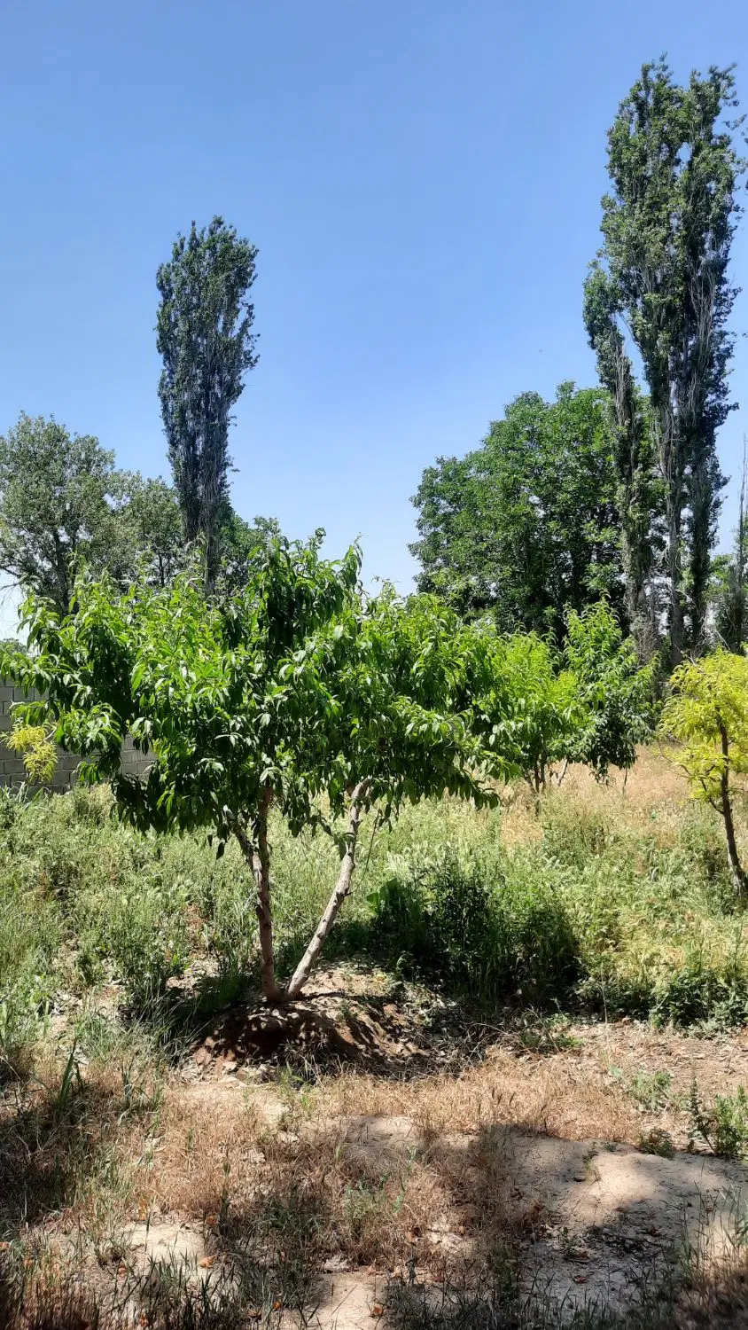 باغچه ۳۵۰ متری