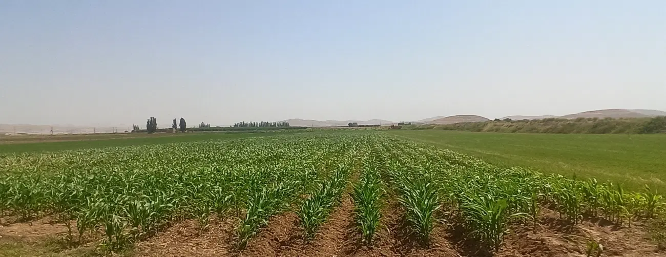 اجاره زمین کشاورزی سه هکتاری