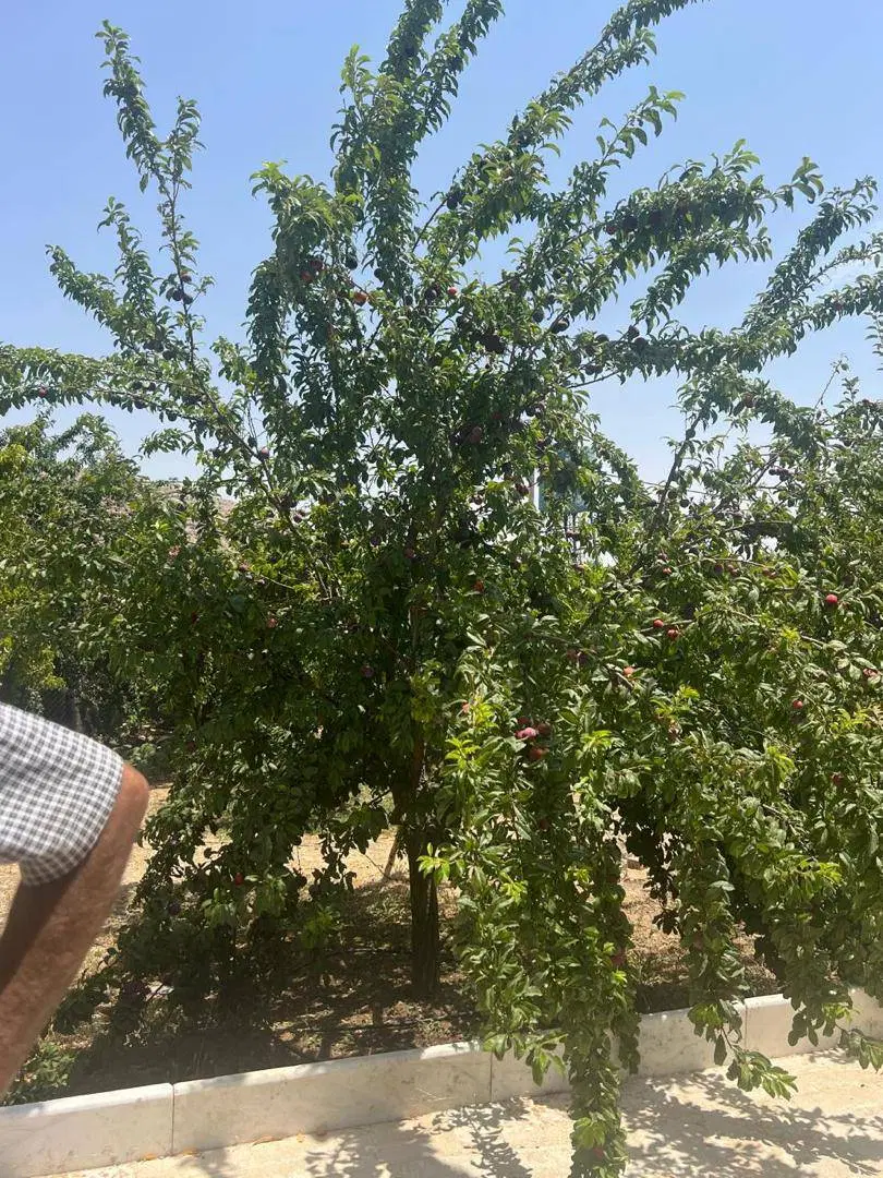 فروش زمین وباغ