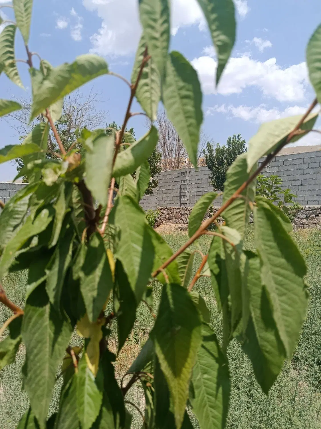باغ حصار دار در خود اسکو