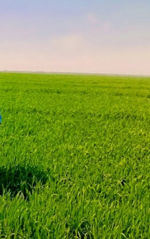 زمین کشاورزی دارای سند تک برگ