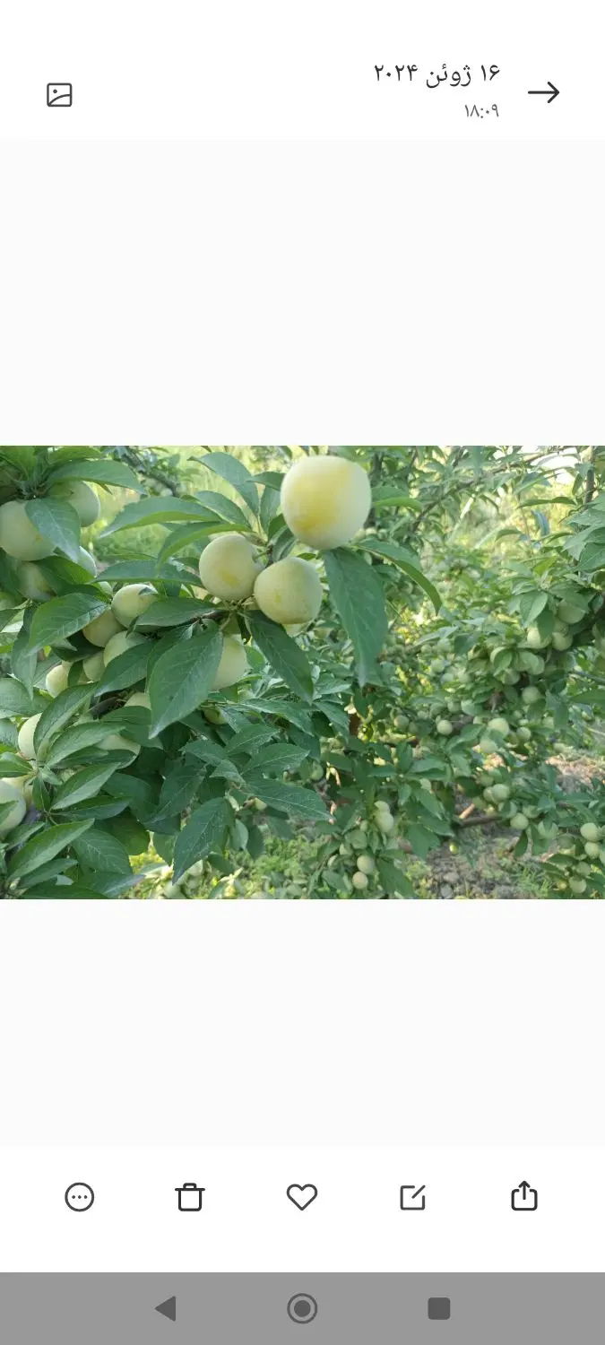 فروش زمین باغی ۵۰۰ متری در دلند روبروی مسکن مهر
