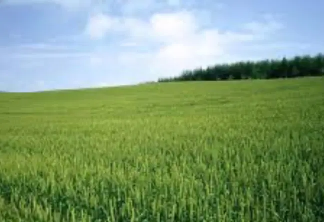 اجاره زمین کشاورزی دیم ۱۳۰ میلیون تومان