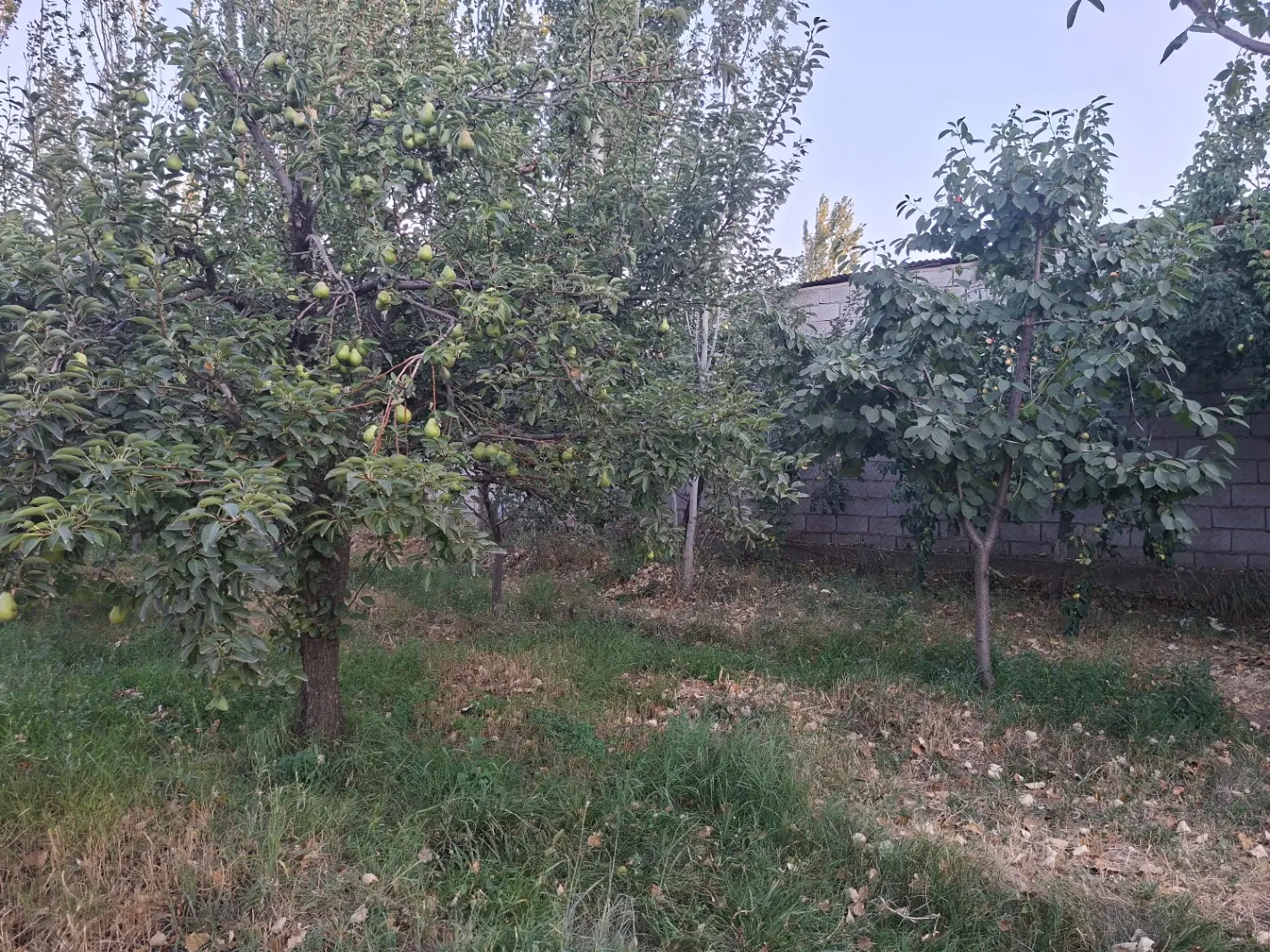 فروش باغ