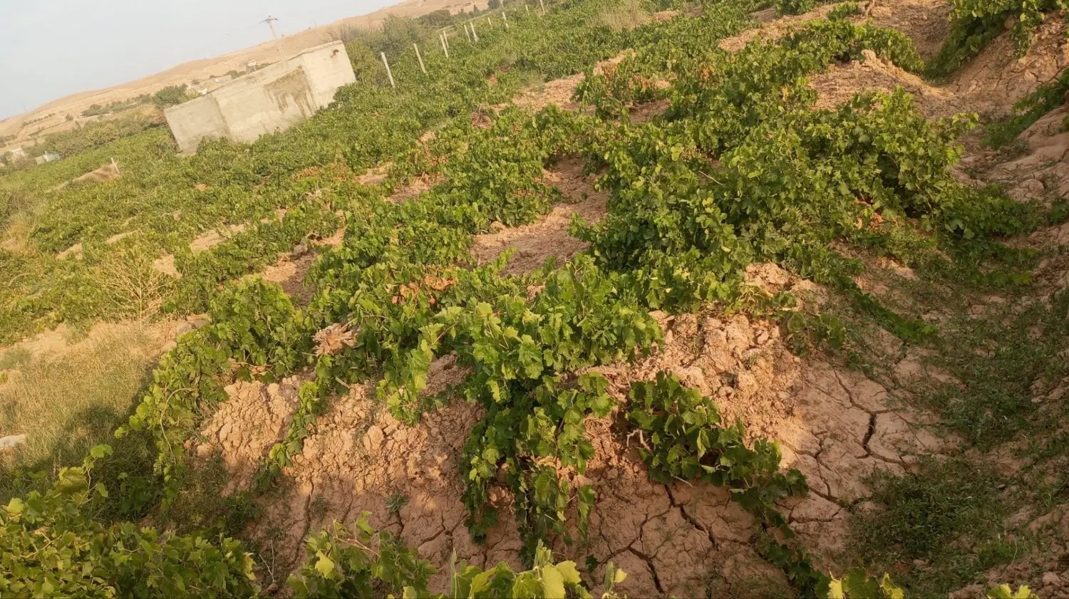 باغ میم