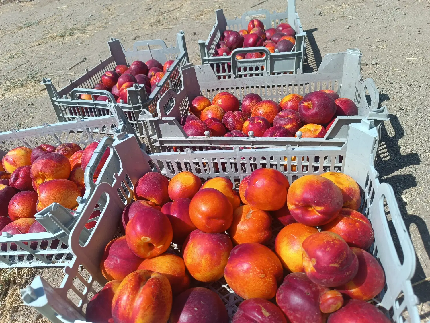 فروش خانه باغ